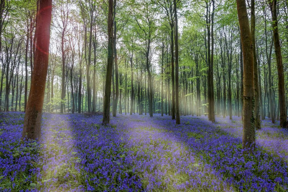 The Fleeting Beauty of Spring Ephemerals