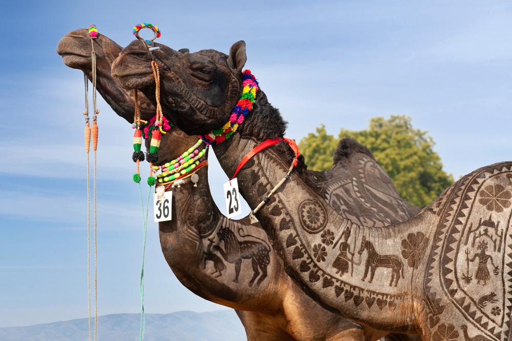 ‘Ships of the Desert’: Discovering the Wonders of Camels in India
