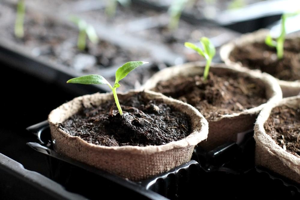 Troubleshooting Your Indoor Seedlings