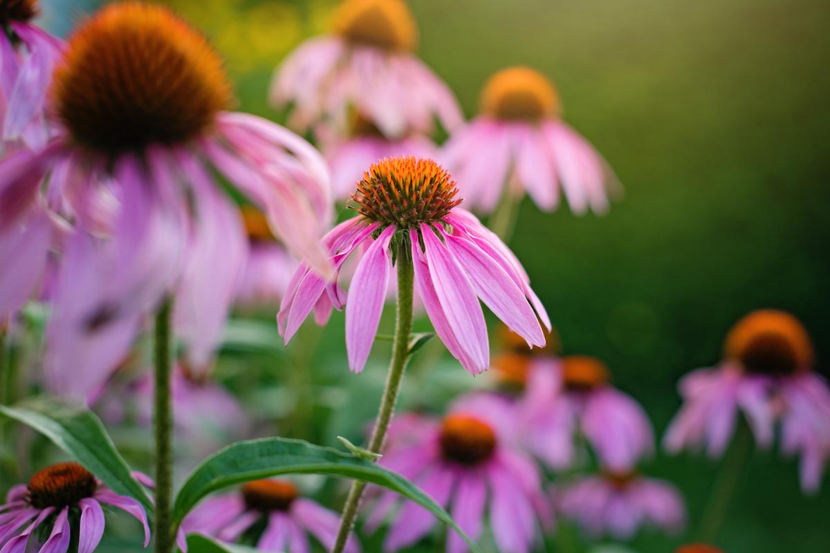 Four Simple Low Maintenance Garden Plants for Busy People