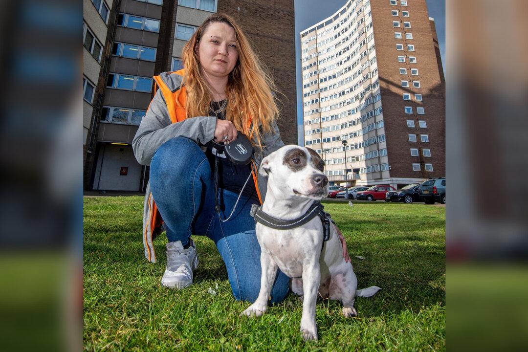 Heroic Dog Saves Mom’s Life After She Was Attacked With a Knife by Strangers on the Street