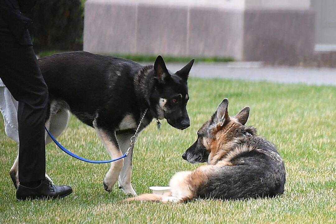 First Dog Major Back at White House After Post-Bite Training