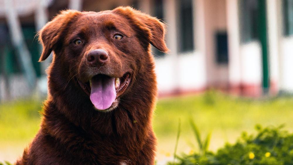 Dogs See Blue, Yellow, and Gray