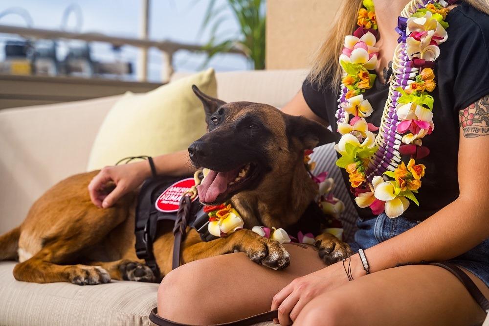 (Courtesy of <a href="https://www.americanhumane.org/">American Humane</a>)