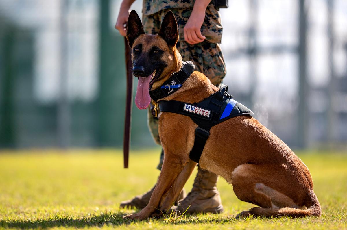 (<a href="https://www.dvidshub.net/image/4837939/biting-bad-military-working-dogs-handlers-train-mcas-iwakuni">Akeel Austin</a>/DVIDSHUB)