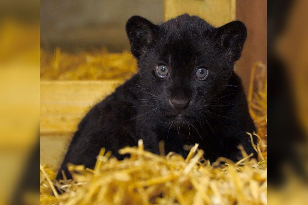 ‘Gorgeous’ Rare Female Black Jaguar Cub Is Born at England’s Big Cat Sanctuary