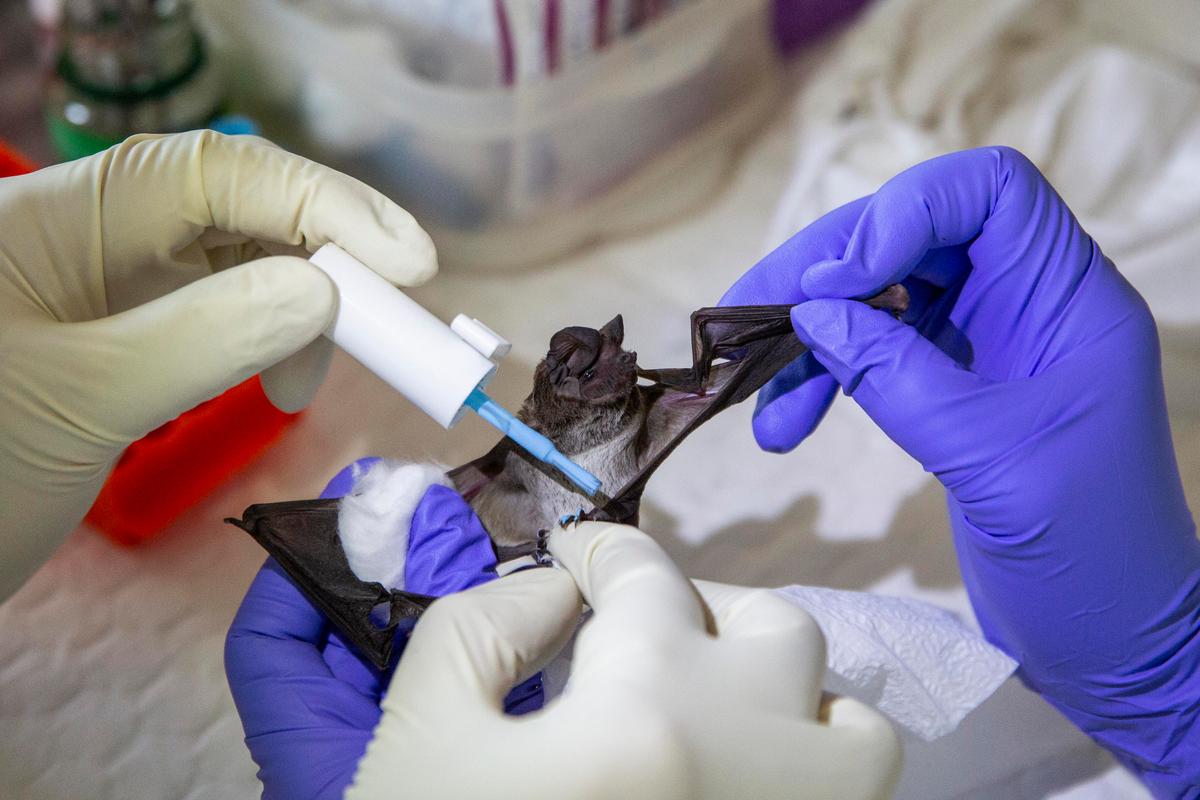 No Bats or Pangolins Sold in Wuhan Wet Market: Oxford Research