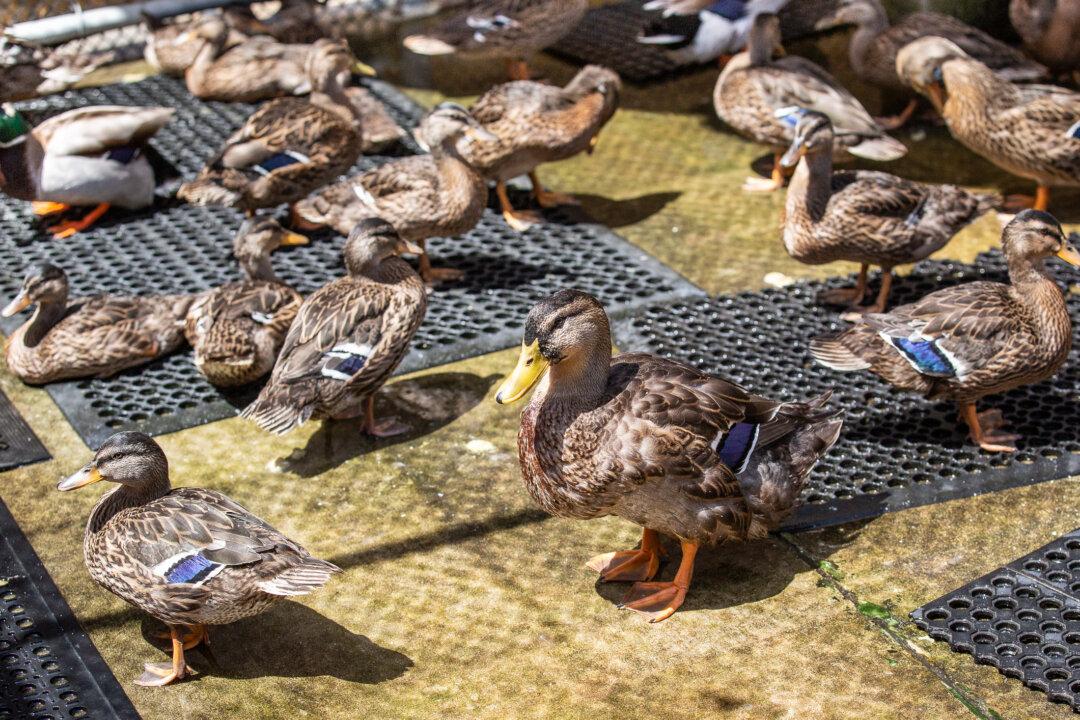 The Duck Stops Here: 900 Orphaned Ducklings Under Wildlife Center’s Care