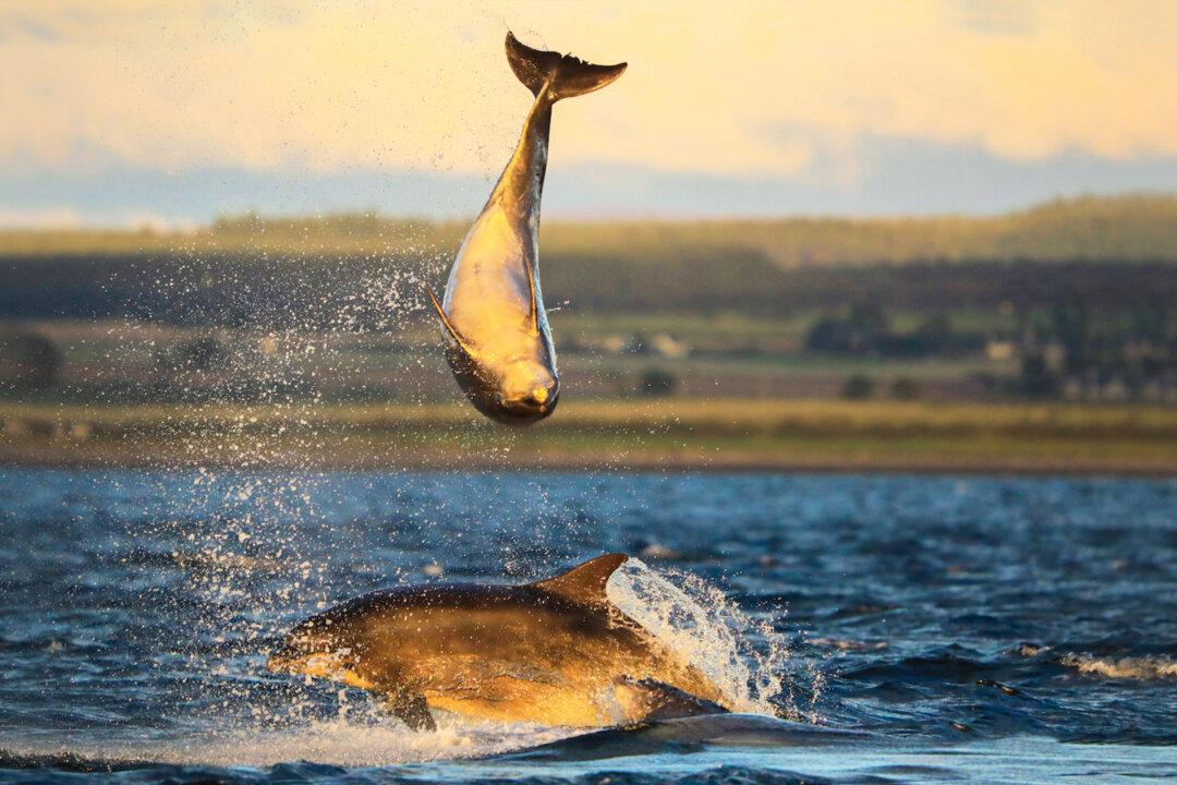 Stunning Pictures Show a Pair of Dolphins Performing Acrobatic Moves off the Scottish Coast