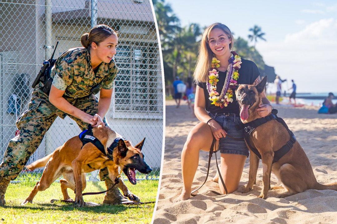 Military Dog Retired After Injury Gets Adopted by Former Marine Partner to Live Out Her Days in Bliss