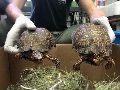 Chinese Man Pleads Guilty for Role in Scheme to Smuggle Endangered Turtles to China