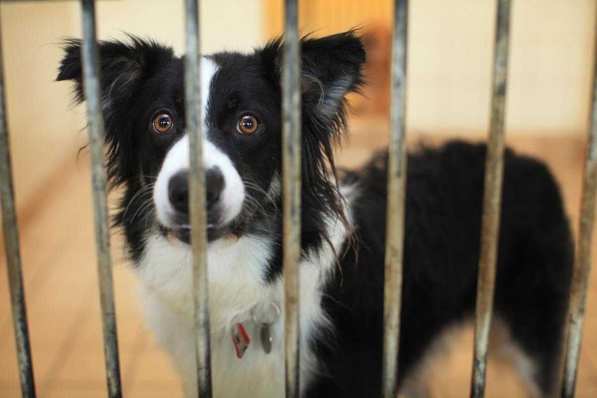 Pet Theft Gets Specific Criminal Offence Under Proposed UK Law