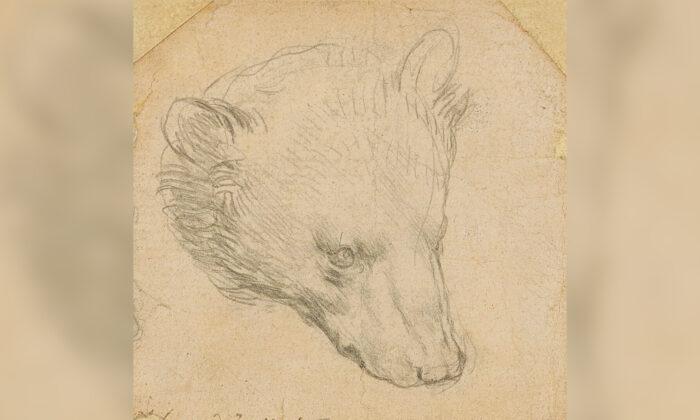 Da Vinci’s ‘Head of Bear’ Drawing Seen Fetching up to $16 Million
