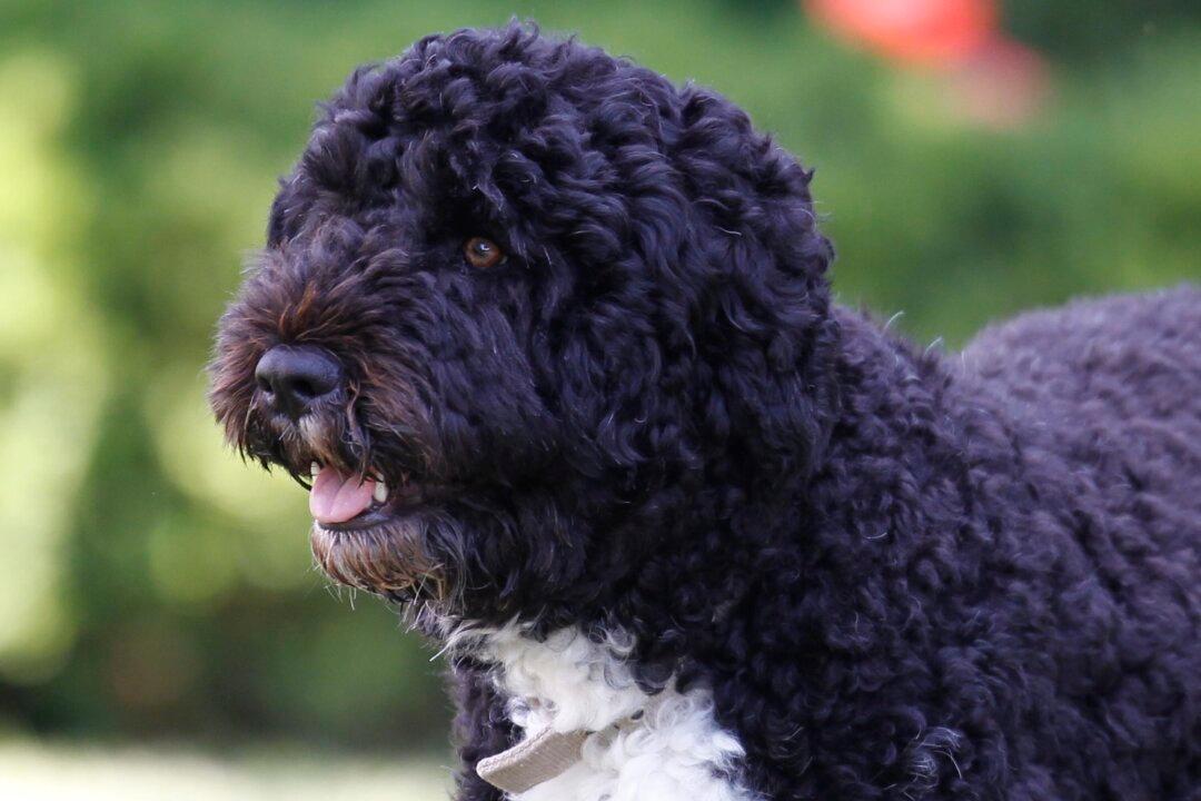Obama Dog Bo Dies From Cancer