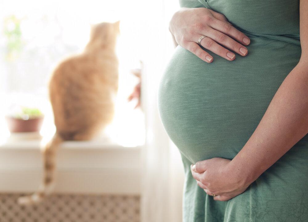 While Pregnant, Keep Cat, but Avoid Toxoplasmosis