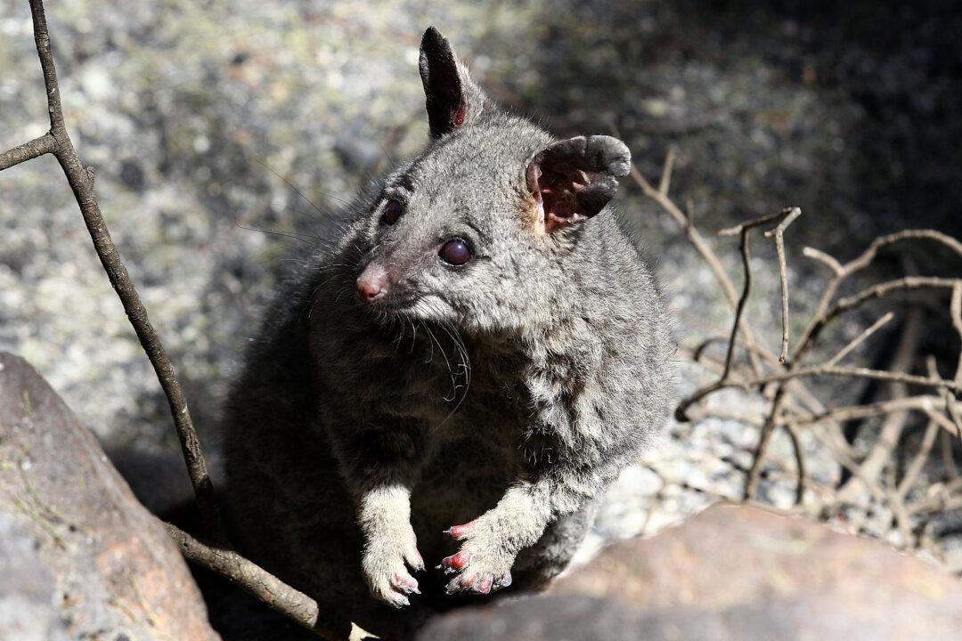 Police Investigate Disturbing Instagram Clips of Youths Abusing Possums, Other Animals