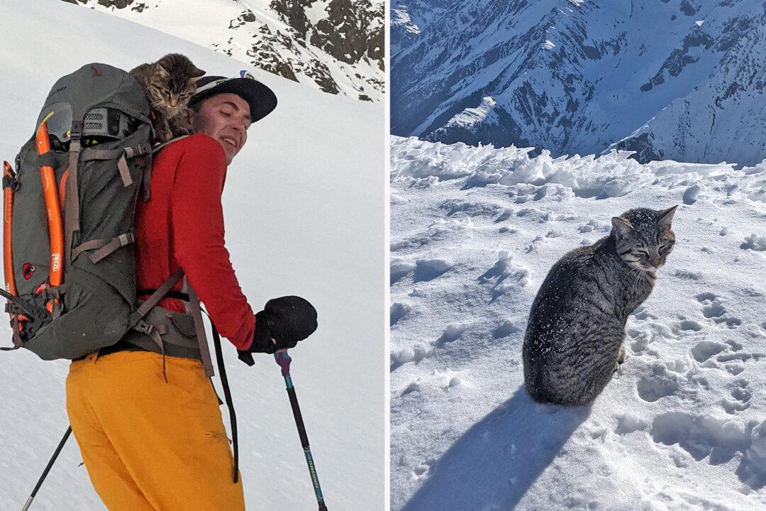 Lost Cat Follows a Pair of Hikers to the Summit of a 3,073-Meter Swiss Mountain