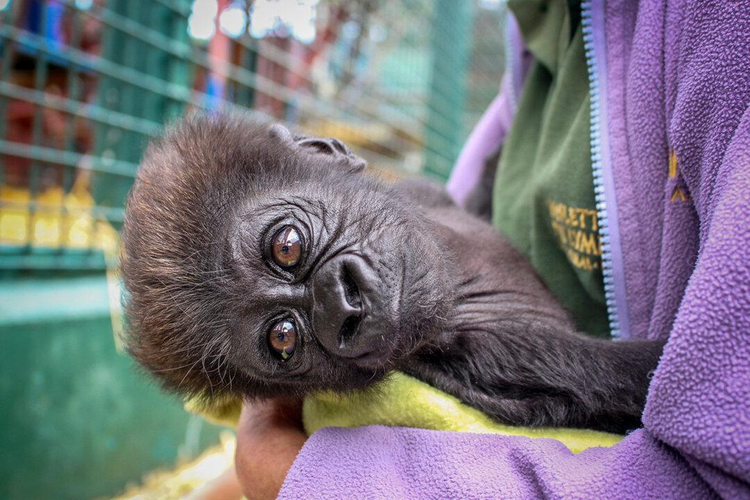 Premature Baby Gorilla Rejected by Mom Is Hand-Reared, Then Adopted by Her Own Great-Grandma