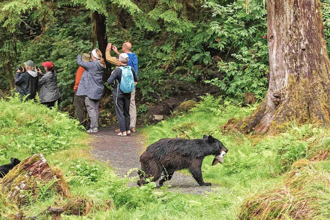 Photographers Miss Photo Opportunity of Bear Carrying a Fish as It Sneaks Past Behind Them