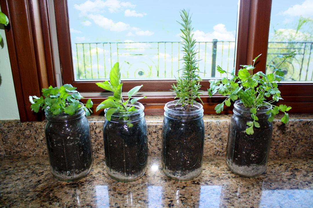 Growing Herbs in Mason Jars