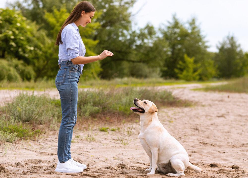 Use Hand Signals to Train a Deaf Dog