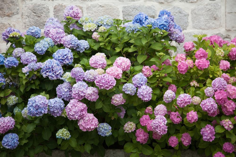 The Simple Joy of Arranging Flowers