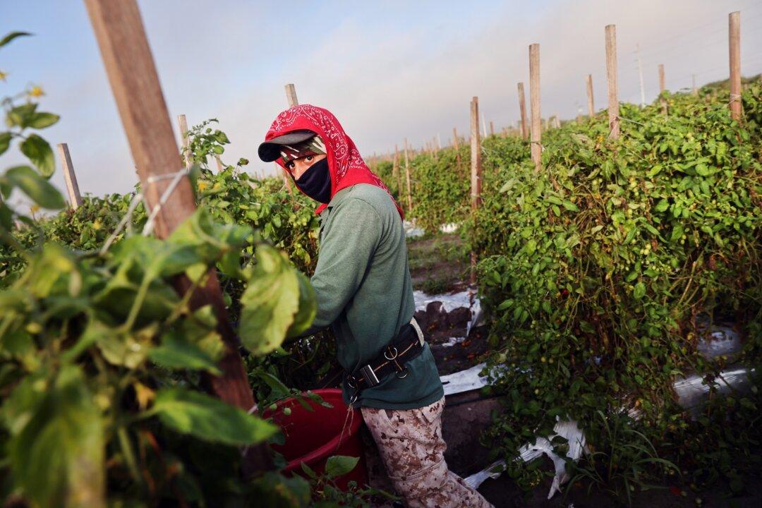 White Farmer Sues Over ‘Racially Discriminatory’ Stimulus Program