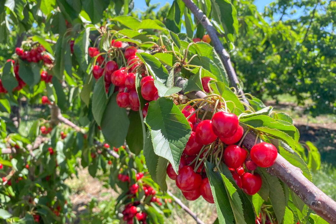 California’s Cherry Season Draws Crowds to U-Pick Farms