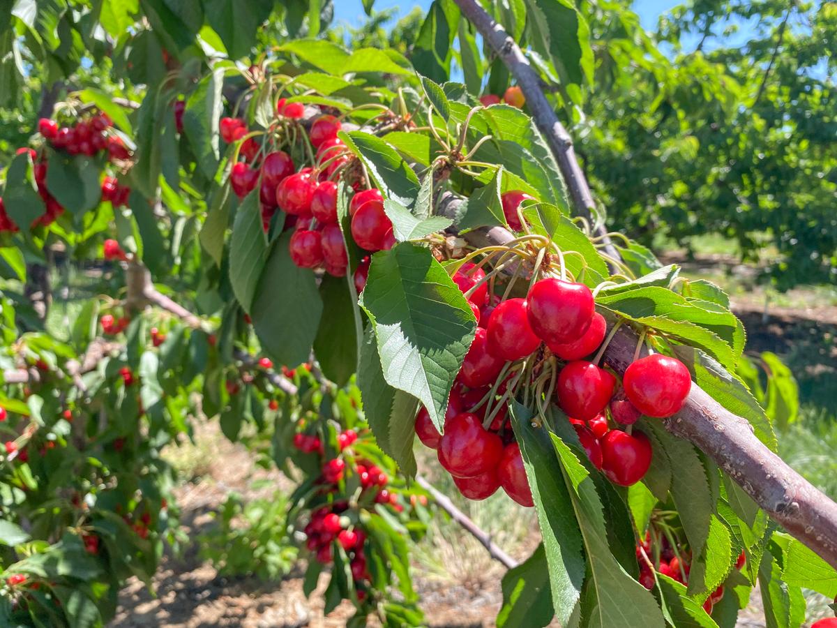 California’s Cherry Season Draws Crowds to U-Pick Farms