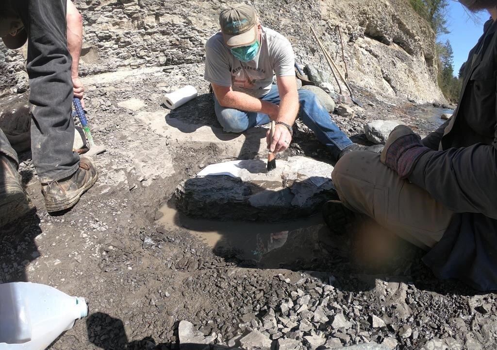 Amateur Fossil Hunter Finds 84 Million Year Old Fossilized Turtle on Vancouver Island