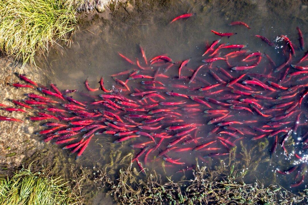 Kings of Fish: In Alaska, Salmon Means Life