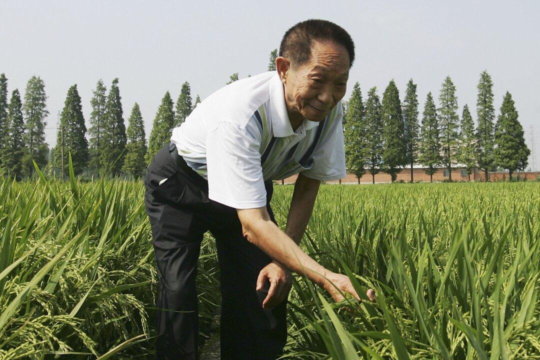 Chinese Regime Detains Detractors of the ‘Hybrid Rice’ Hero