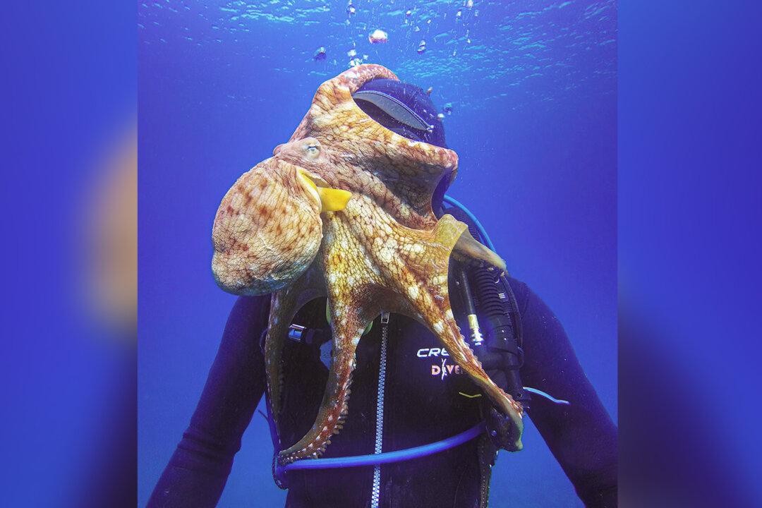 Over Friendly Octopus Grabs Hold of Diver for a Big Kiss in the Waters of Hawaii