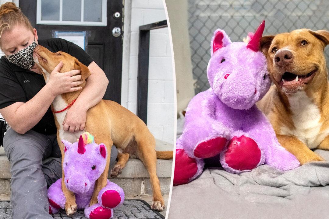 Stray Dog ‘Steals’ Same Stuffed Unicorn 5 Times, so Animal Control Officer Buys It for Him