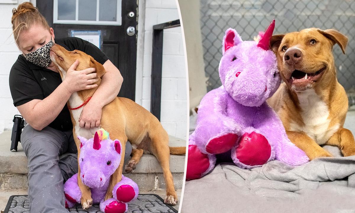 Stray Dog ‘Steals’ Same Stuffed Unicorn 5 Times, so Animal Control Officer Buys It for Him