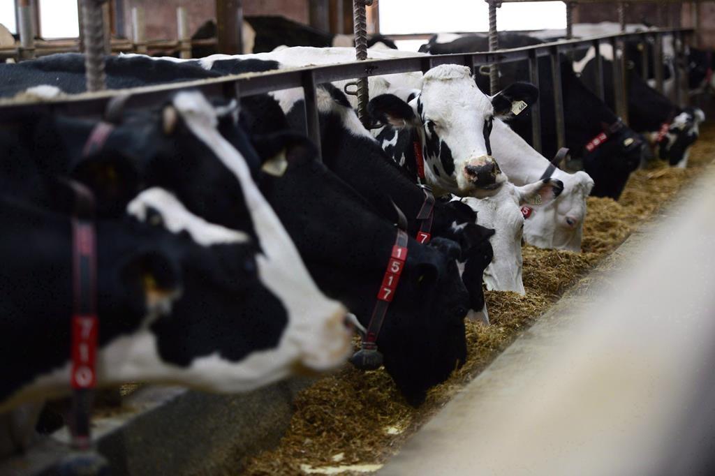 U.S. Amping up Dispute With Canada Over Allowed Exports of American Dairy Products