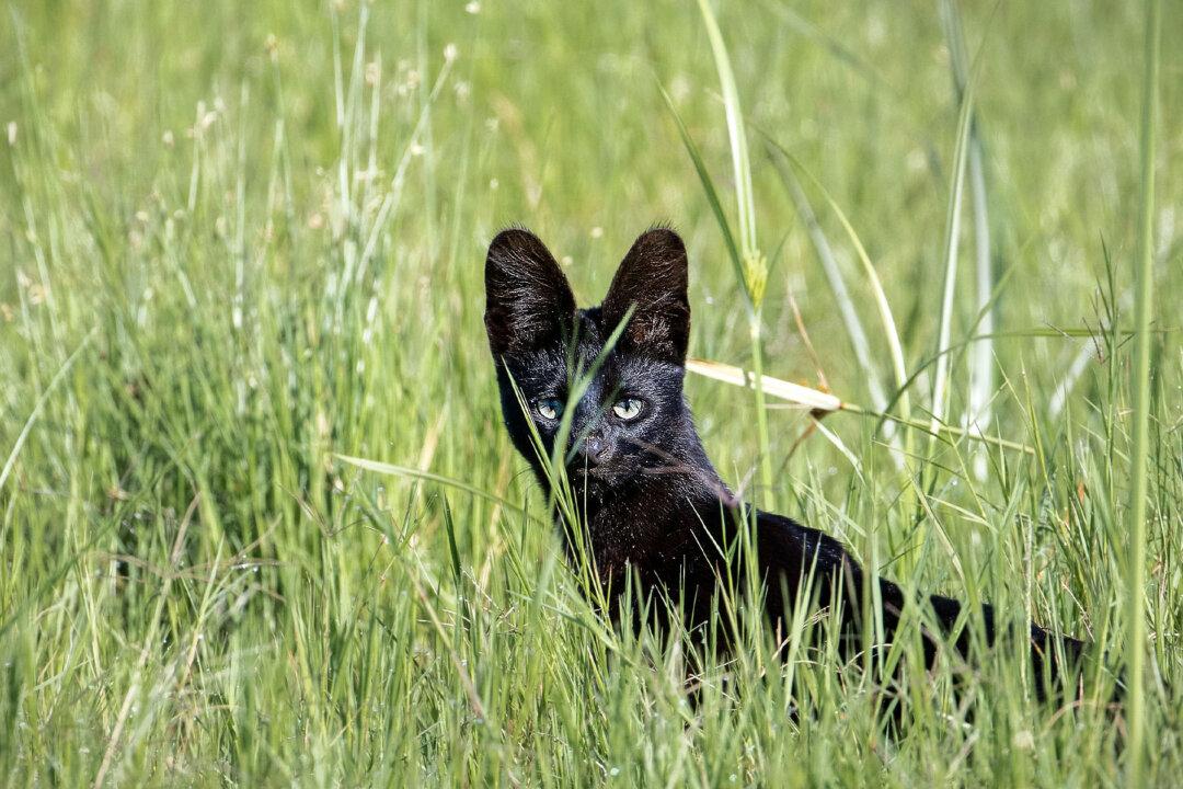 Safari-Goer Spots Incredibly Rare Melanistic Serval Wildcat, and the Photos Are Amazing