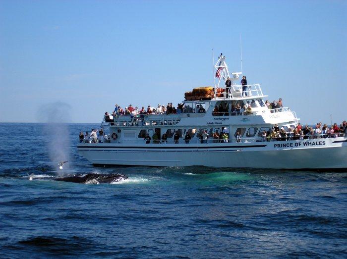 Scientists Say Most Whale Strikes Go Undocumented