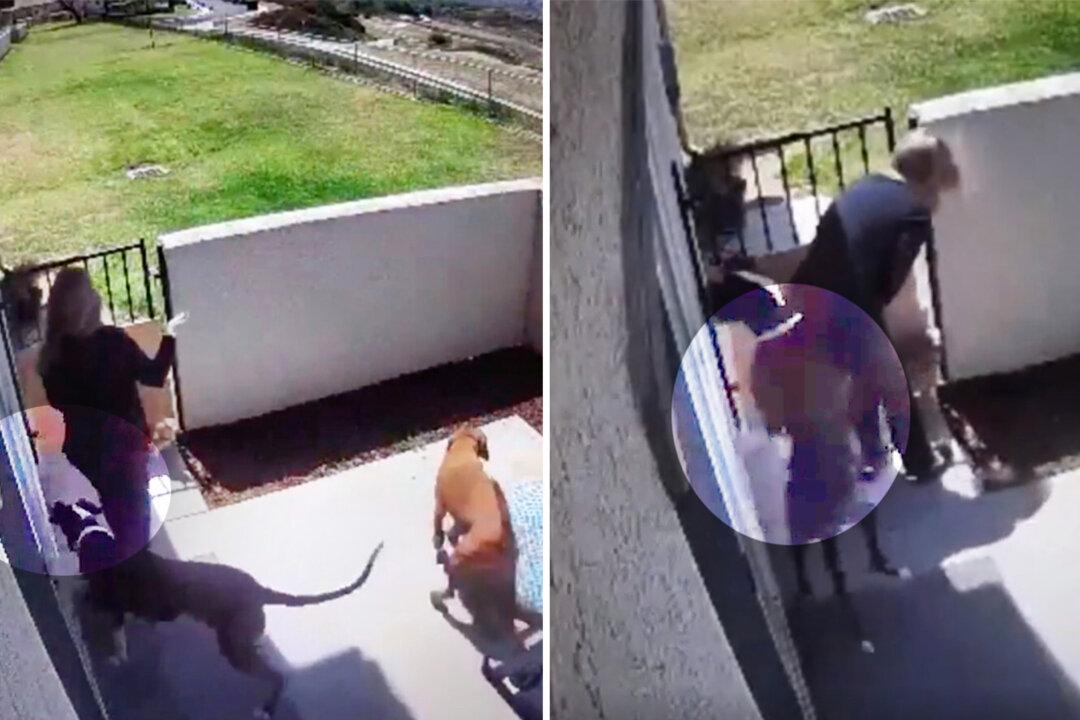 ‘I Should Have Been Bit’: Loyal Dog Takes Rattlesnake Bite for Her Owner, Is Recovering