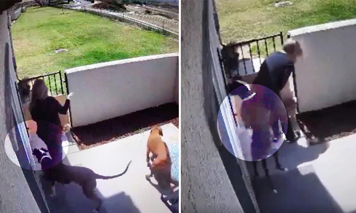 ‘I Should Have Been Bit’: Loyal Dog Takes Rattlesnake Bite for Her Owner, Is Recovering