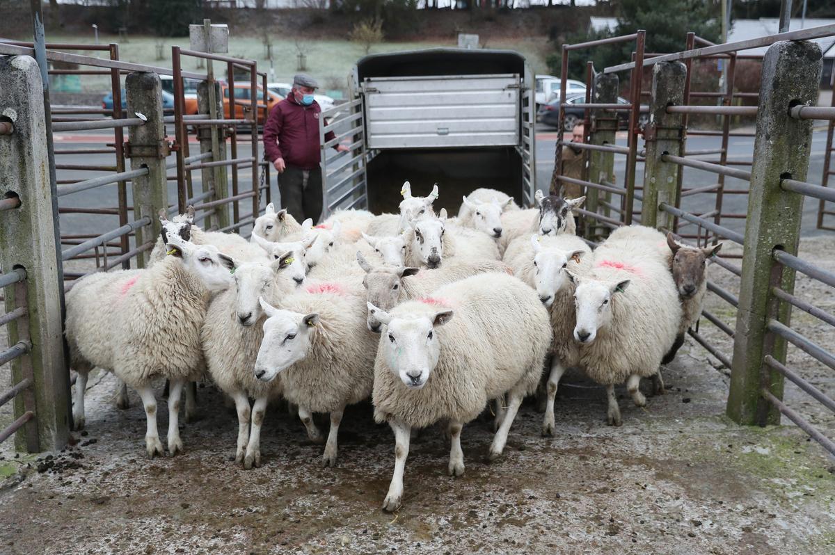 Farmers Should Be ‘Positive Not Fearful’ of Australia Deal, Says Trade Minister