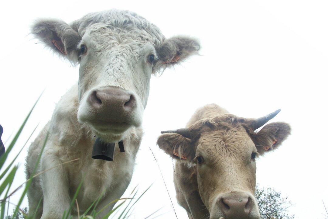 The case for herd sharing— What it and and why you should
