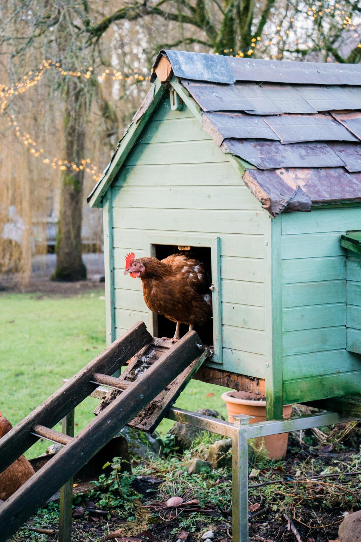 Fowl Fodder Fallacies—What to, and not feed chickens