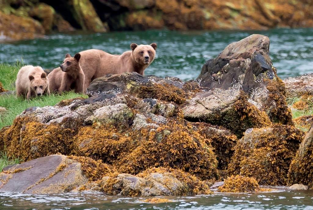 Different Grizzly Bears Behind Two Attacks in Alberta Foothills: Wildlife Officer