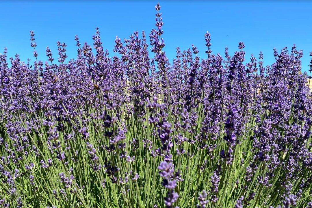 Lavender Festival Will Offer Lavender Chocolate-Chip Cookies and Lemonade