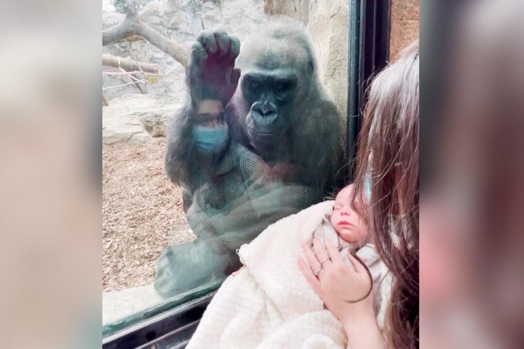 Video: Mom and Her Baby Son Get Surprise Visit From Gorilla Who Recently Gave Birth