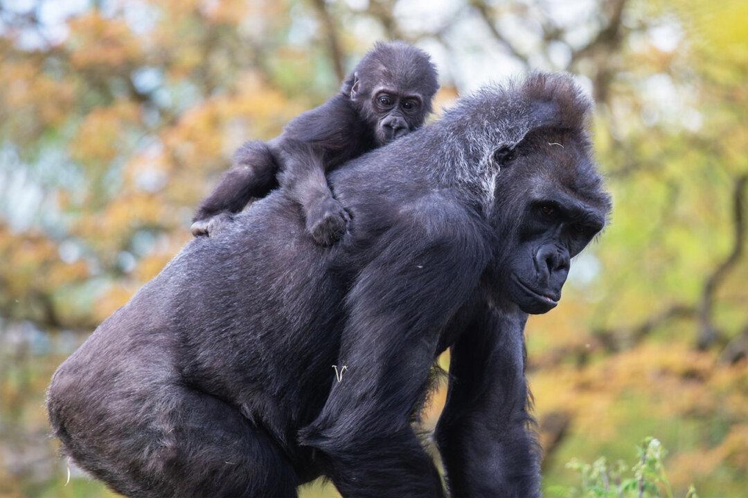 Hand-Reared Baby Gorilla Gets Surrogate Mom After Birth Mother Struggles to Care For Him