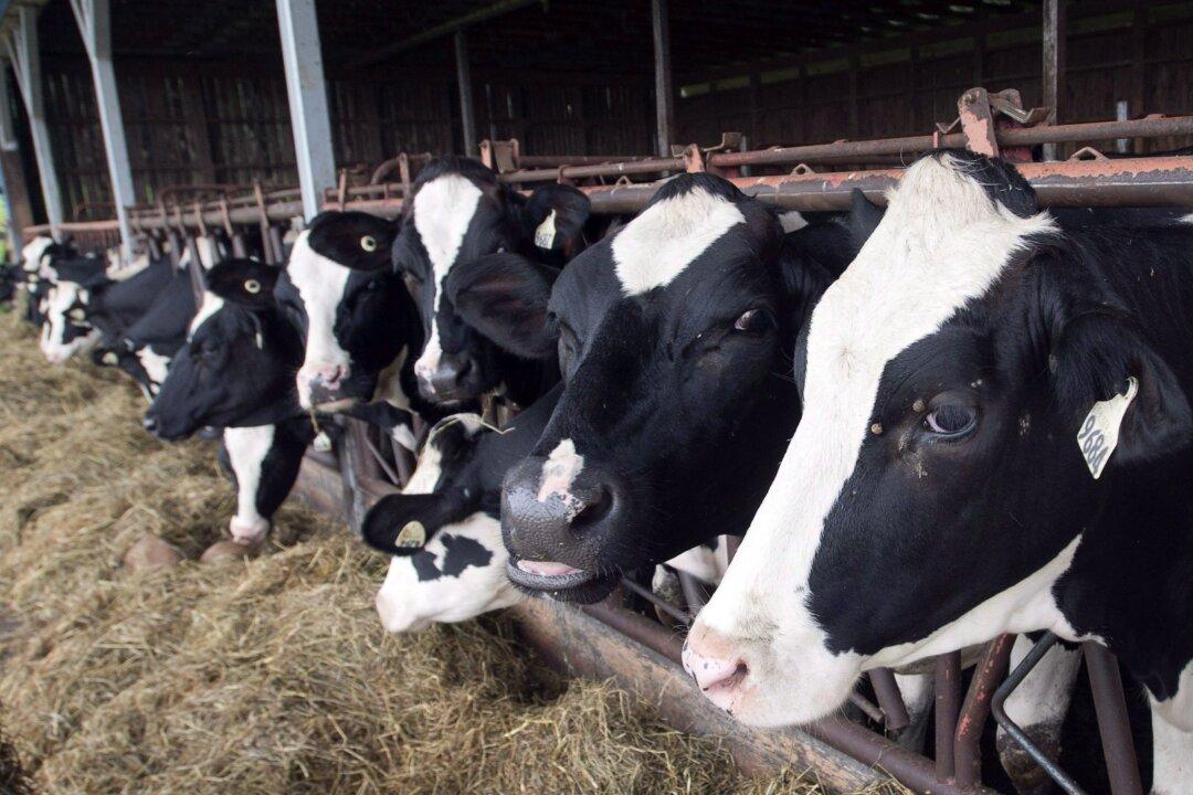 US Win in Trade Dispute Could Benefit Canadian Dairy Consumers