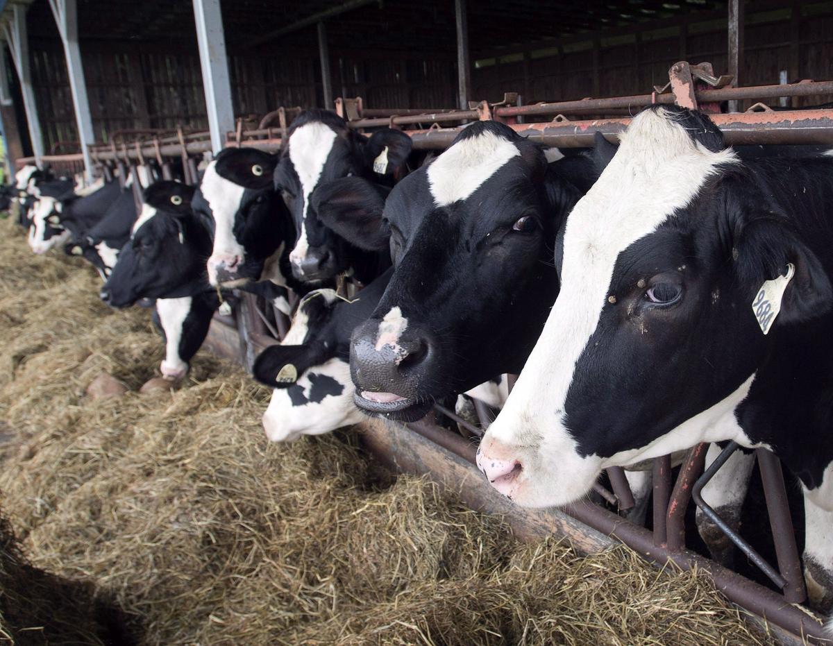 US Win in Trade Dispute Could Benefit Canadian Dairy Consumers