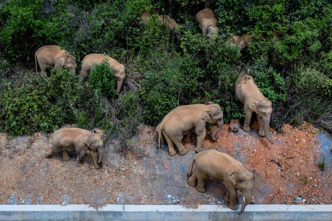A Rare Sight: Elephant Herd Marches North Toward Kunming in China